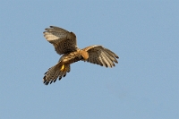 Falco tinnunculus (Gheppio)1